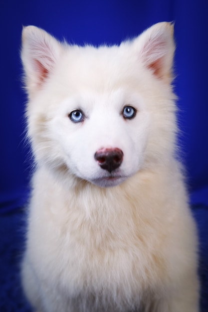 Witte Yakut Laika-puppy, lachende grappige emotionele hond, op een blauwe Studio-achtergrond