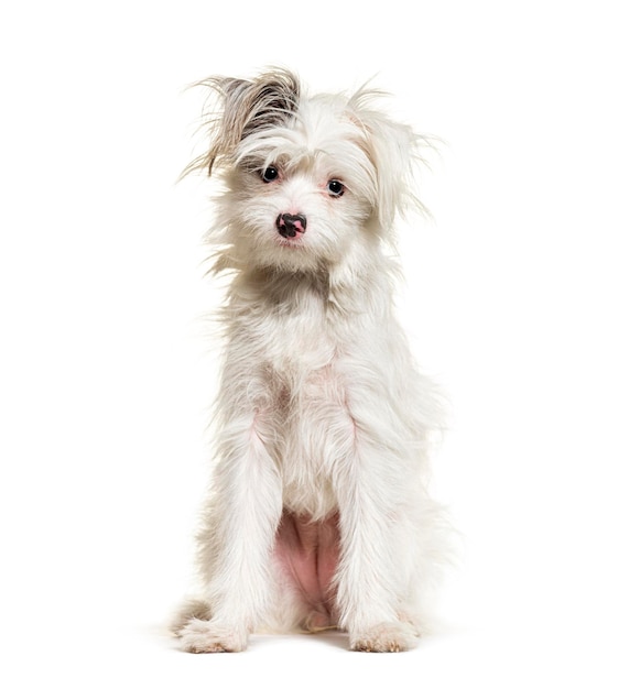 Witte YorkiePom hond geïsoleerd op witte gemengde Pomeranian en Yorkshire Terrier