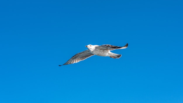 Witte zeemeeuw die in de blauwe zonnige hemel over de kust van de zee vliegt