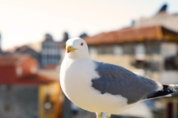 Witte zeemeeuw in Porto.