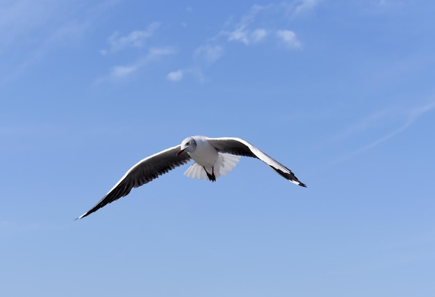 Foto witte zeemeeuw tijdens de vlucht over heldere hemel