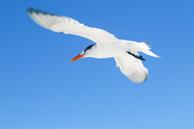 Witte zeemeeuw tijdens de vlucht tegen de blauwe hemel