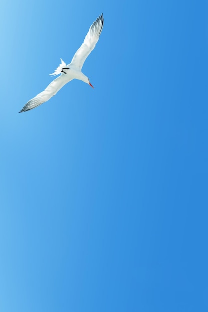 Witte zeemeeuw tijdens de vlucht tegen de blauwe lucht Ruimte kopiëren Mariene achtergrond Minimalistische afbeelding