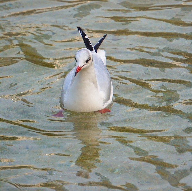 witte zeemeeuw vogel