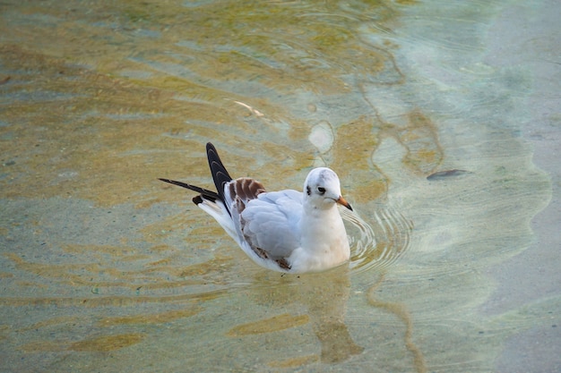 witte zeemeeuw vogel