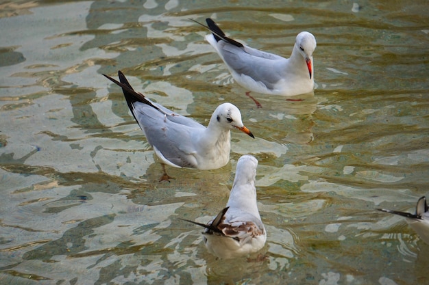 witte zeemeeuw vogel