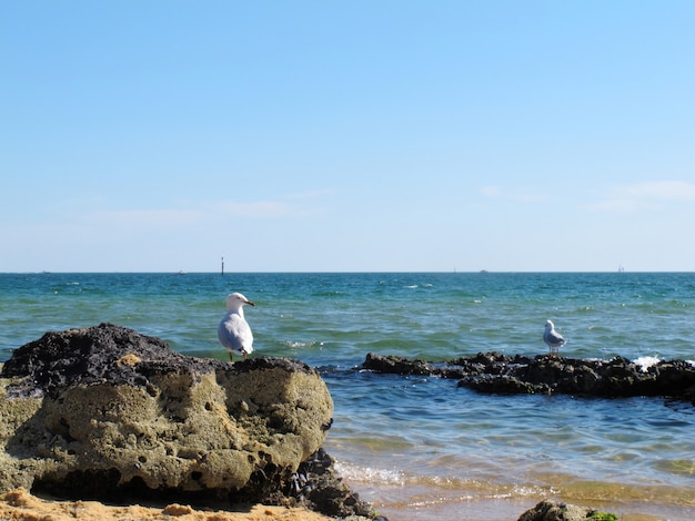 Witte zeemeeuwtribune bij Sandringham-strand