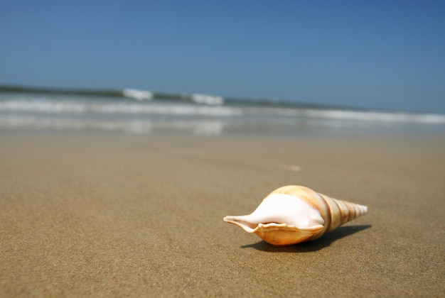 Witte zeeschelp die op het zand van het strand ligt