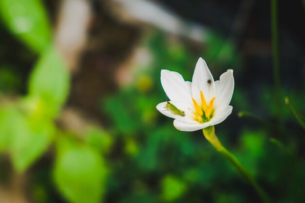 Witte zephyranthes met kleine sprinkhaan en insect