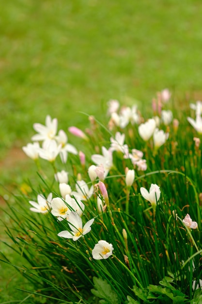 Witte zephyrlily en achtergrond wazig