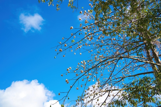 Witte zijden katoenboom Ceiba pentandra Kapuk Randu Javaans de overblijvende vrucht kan worden gebruikt om te maken