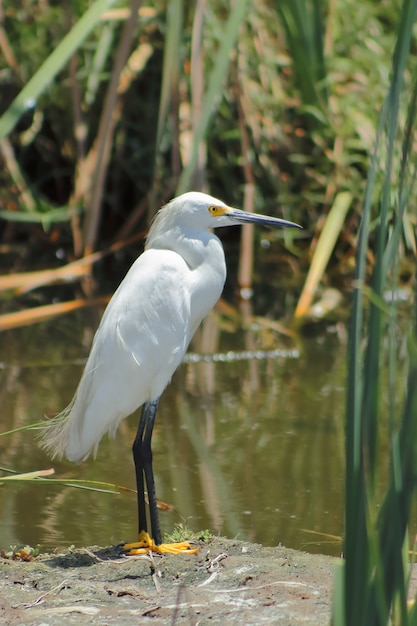 Witte zilverreiger (Egretta thula)