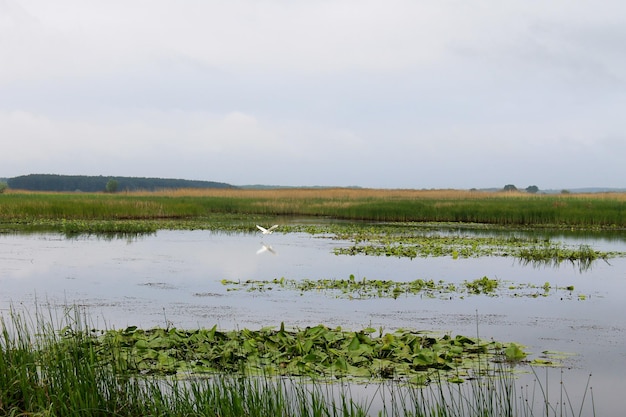 Witte zilverreiger op de rivier