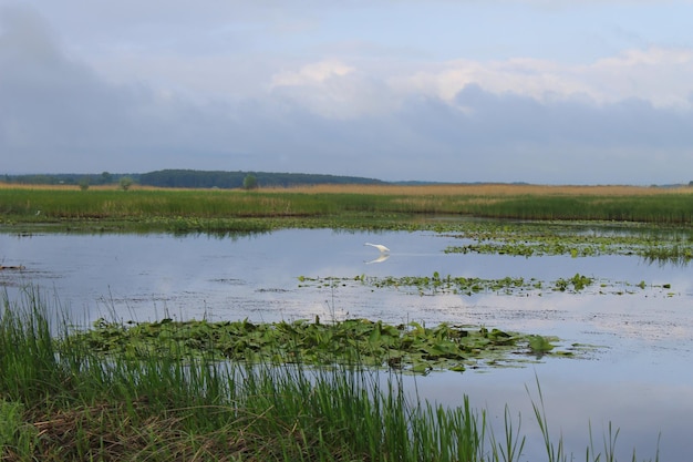 Witte zilverreiger op de rivier