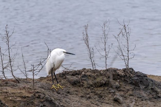 Witte zilverreiger op het meer