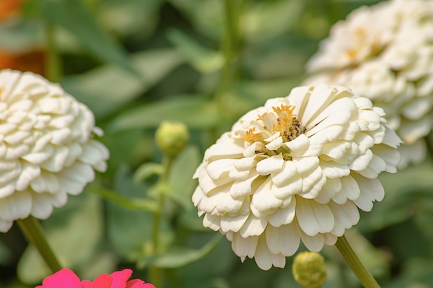 Witte Zinnia Heldere kleuren trekken insecten aan.