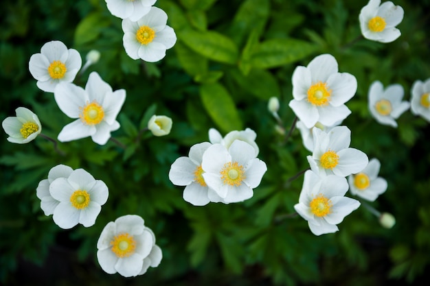 Witte zomerbloemen achtergrond. Geweldig mooi bloembed met kleine bloembladen. Uitstekende plant voor landschapsarchitectuur