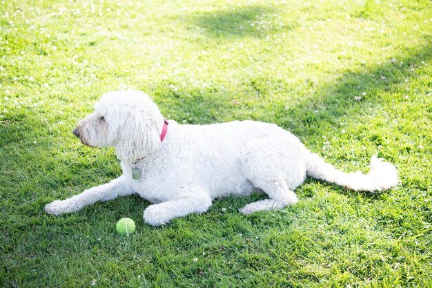 Witte Zuid-Russische of Oekraïense herdershond hond ontspannen met bal in park groen gras, ontspannen.