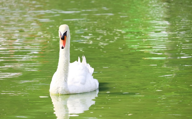 Foto witte zwaan die in een meer en zijn weerspiegeling in het water zwemt