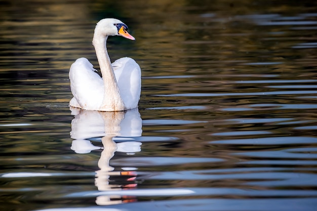 witte zwaan die op het meer zwemt