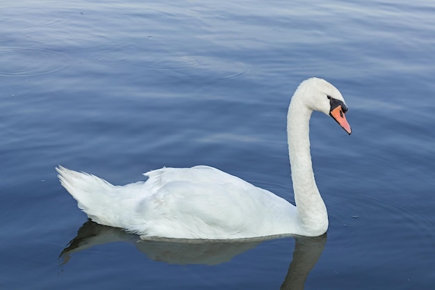 Witte zwaan drijvend op het meer op zomerdag