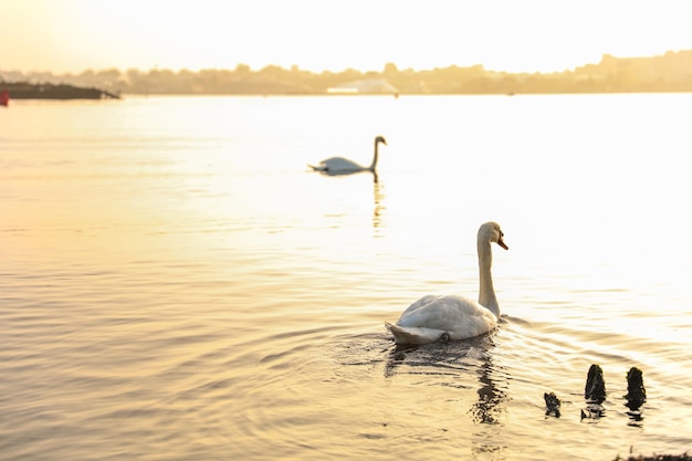 witte zwaan glijdt sereen over een rustig zonsondergangmeer en belichaamt schoonheid, elegantie en rust in een