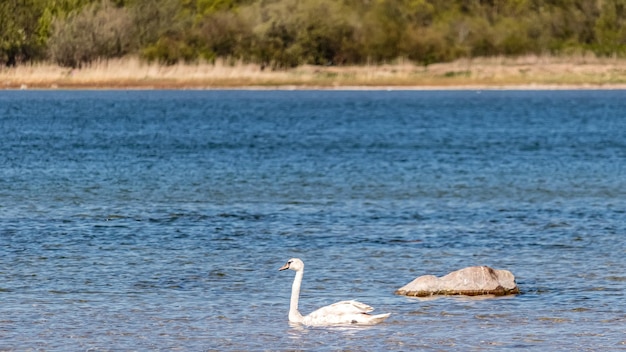 Witte zwaan in de buurt van de kust op een zonnige zomerdag