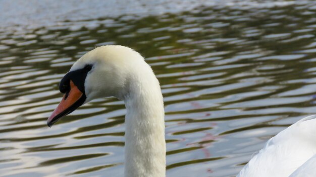 witte zwaan in een meer