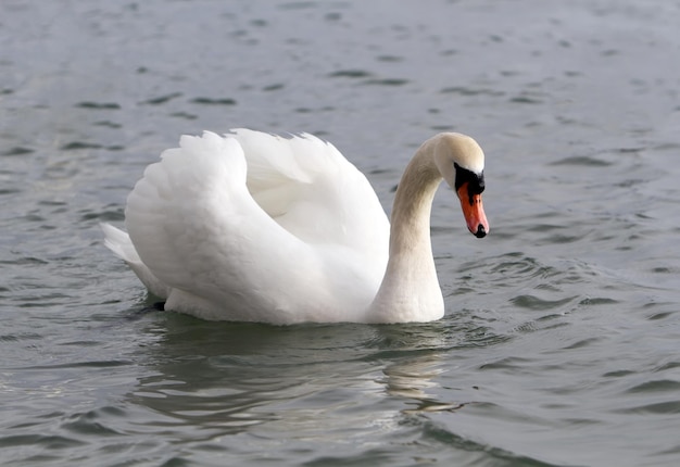 Witte zwaan in het water.