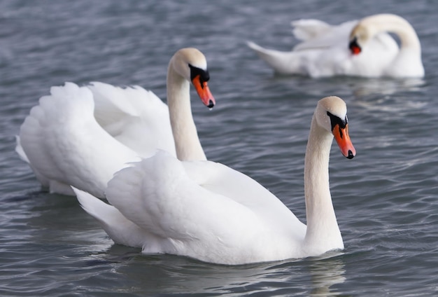 Witte zwaan in het water.