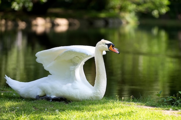 Witte zwaan in het wild