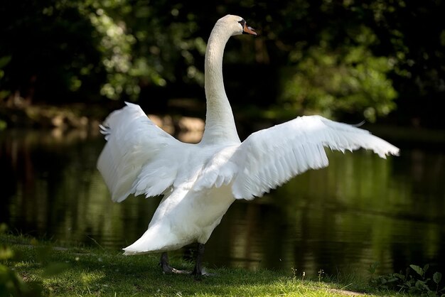 Foto witte zwaan in het wild