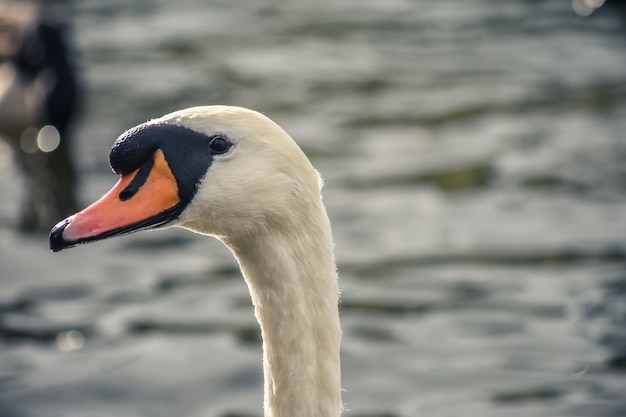 Witte zwaan kijkt naar de camera