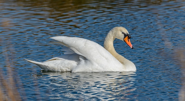 witte zwaan man op een meer