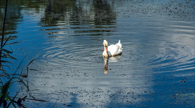 Witte zwaan op de rivier Reflecties op het wateroppervlak