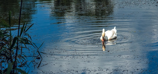 Witte zwaan op de rivier Reflecties op het wateroppervlak