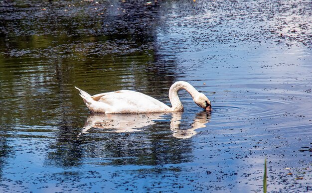 Witte zwaan op de rivier Reflecties op het wateroppervlak