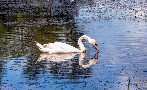 Witte zwaan op de rivier Reflecties op het wateroppervlak