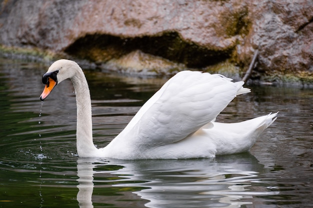 Witte zwaan op het meer