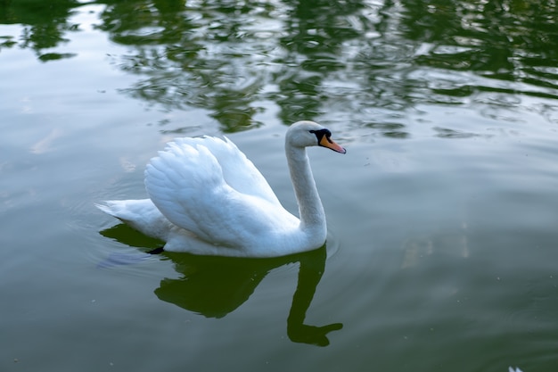 Witte zwaan op het wateroppervlak. Wilde vogel die op het meerwater zwemmen