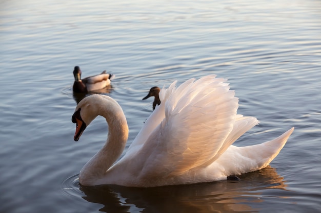 witte zwaan op meer