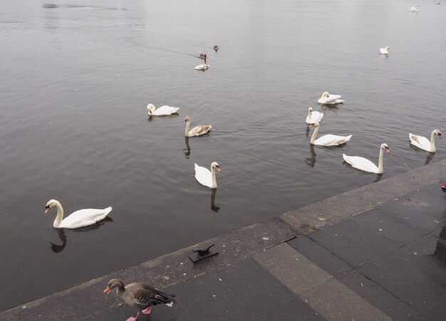 Witte zwaan vogel dier