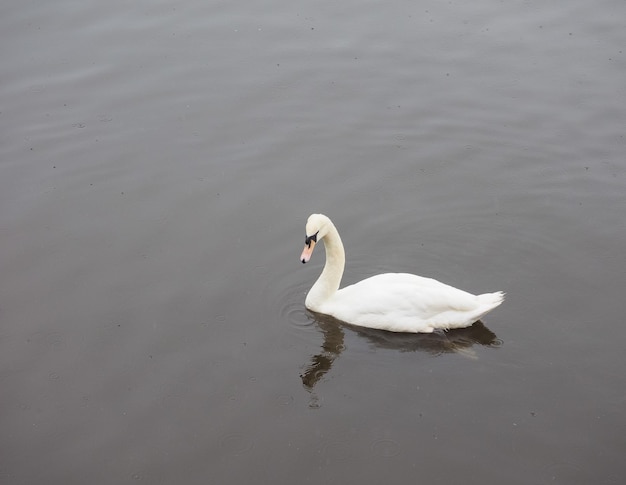 Witte zwaan vogel dier