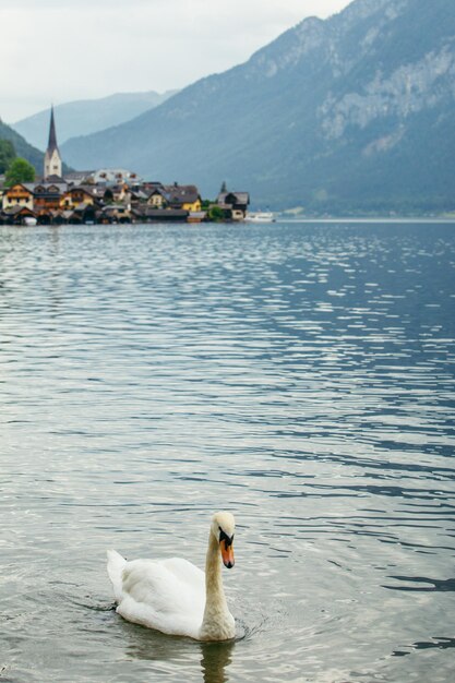 Witte zwaan zwemmen door de stad Hallstatt meer op de achtergrond