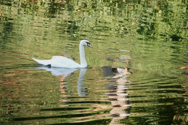 Witte zwaan zwemmen in meer