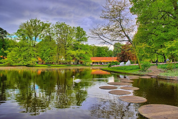 Witte zwaan zwemmen op het meer Keukenhof Park Lisse in Holland