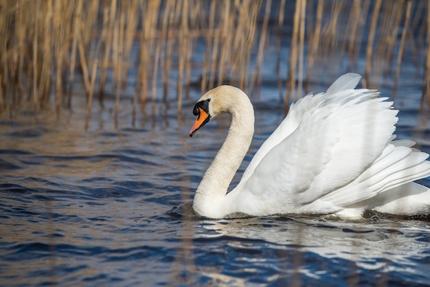 Witte zwaan zwemmen op het meer lente