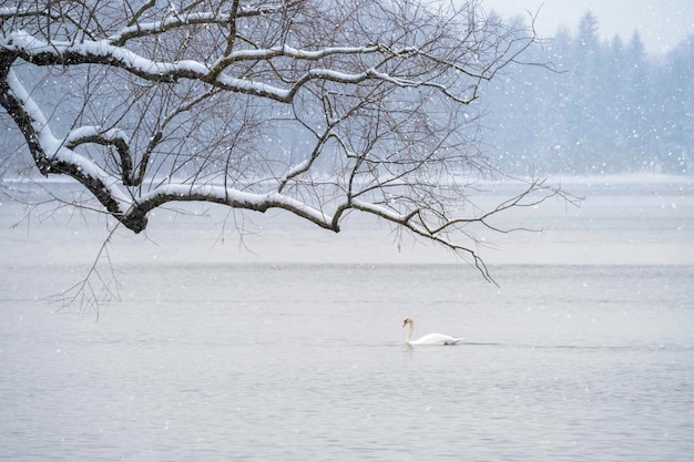 Witte zwaan zwemt in de winter op het meer in een sneeuwval Concept van de Internationale Vogeldag Kopieer de ruimte