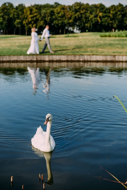 Witte zwaan zwemt in het meer en het concept van een verliefd stel