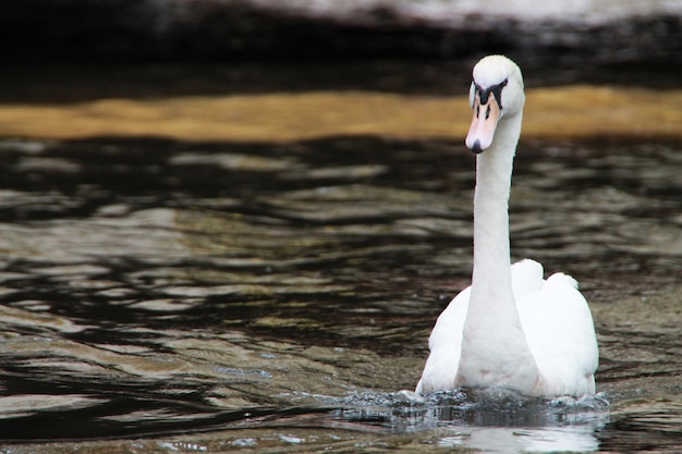 Witte zwaan zwemt in het meer